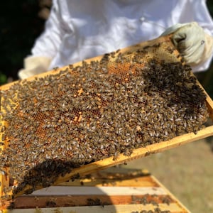 EGGERS-Gruppe, Bienenvolk, Tangstedt