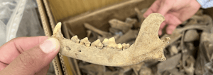 Hunde Unterkieferknochen gefunden auf einer EGGERS Baustelle; Berlin